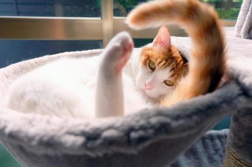 Cat Tower_16, JPG