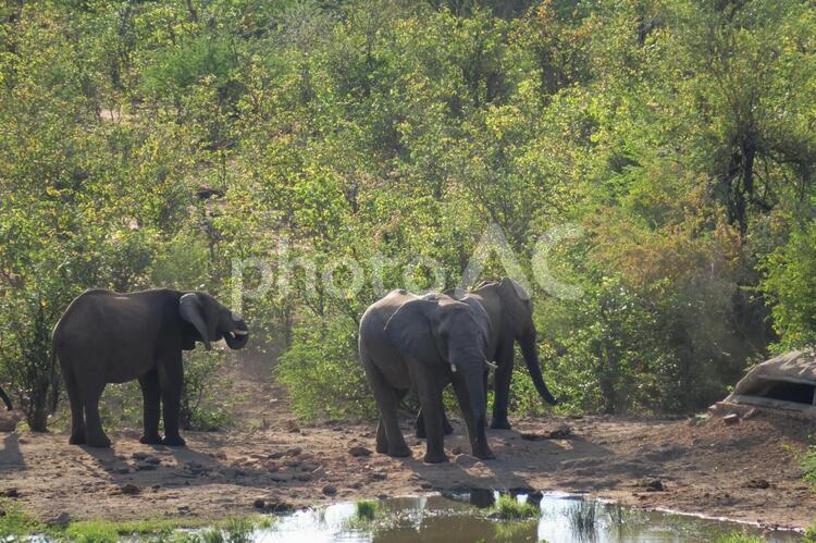 サバンナのゾウ　アフリカ ゾウ,サバンナ,アフリカの写真素材