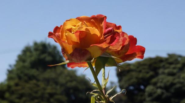 ばらの花(あかぎの輝き) ばらの花(あかぎの輝き)の写真