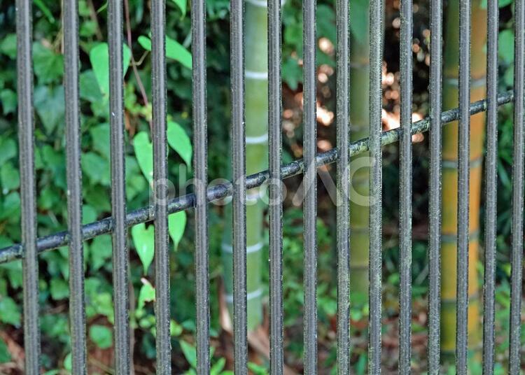 柵と竹林 竹,竹林,竹藪の写真素材