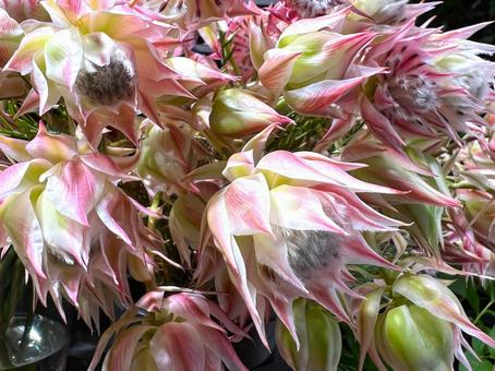 セルリアアップ セルリアアップ セルリア,オージープランツ,花の写真素材