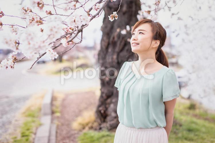 桜と女性 桜,女性,横顔の写真素材