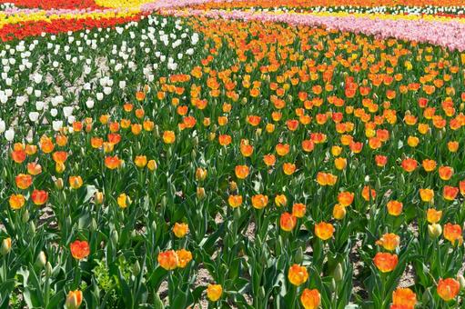 チューリップの大花壇 チューリップの大花壇の写真