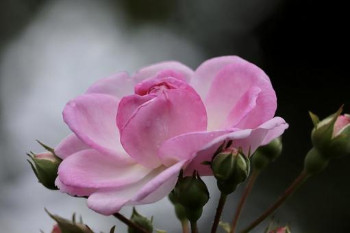 薔薇 薔薇の写真