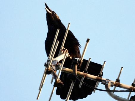 アンテナにつかまり鳴くカラスの写真