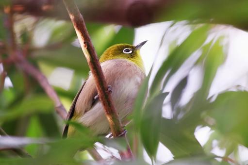 枝にとまって空を見上げるメジロ 枝にとまって空を見上げるメジロ 鳥,メジロ,野鳥の写真素材