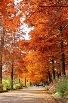 ラクウショウ並木道の紅葉 ラクウショウ,並木道,公園の写真素材