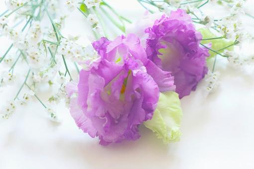 トルコキキョウの花 トルコキキョウの花 トルコキキョウ,花,植物の写真素材