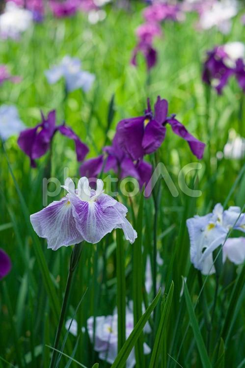 瑞々しく咲くハナショウブ ハナショウブ,アヤメ,菖蒲の写真素材