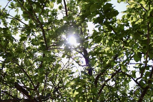 Photo, sunbeams leaves, sunlight, woods, 