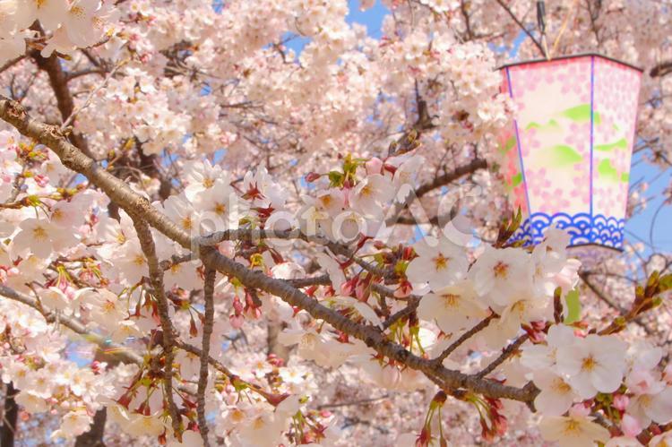 桜と提灯の背景 桜,提灯,お花見の写真素材