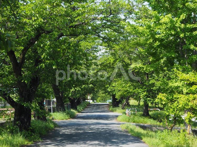 新緑の散歩道 新緑,緑,散歩道の写真素材