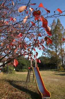公園の秋 公園の秋の写真