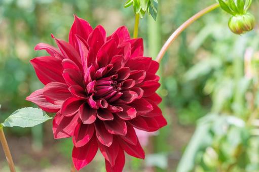 深紅に咲くダリアの花 深紅に咲くダリアの花の写真