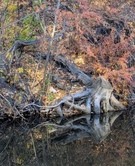 崖を這う剥き出しの木の根　切り株水面反射 むき出し,根,崖の写真素材