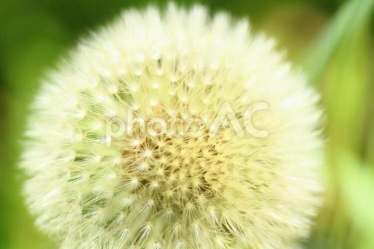 タンポポの綿毛 ぼかし,タンポポ,夏の写真素材