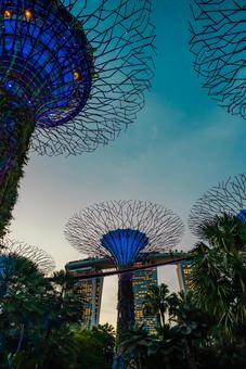 【シンガポール】スーパーツリー ガーデンズバイザベイ,スーパーツリー,植物園の写真素材