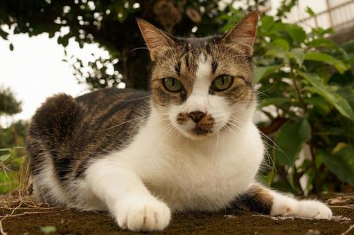 Photo, cat, animal, kijira, 