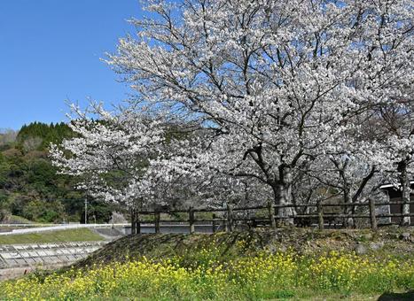 Cherry blossoms and rape blossoms, JPG Cherry blossoms and rape blossoms, JPG