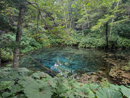 北海道の神の子池 北海道の神の子池 パワースポット,神の子池,青い池の写真素材