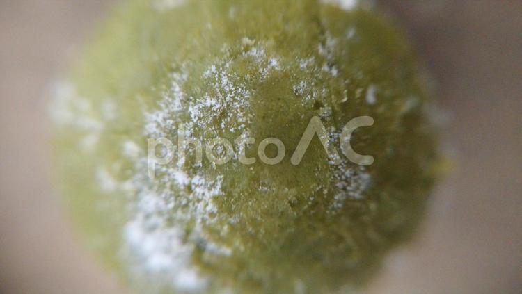 マクロレンズの捉える世界　抹茶クッキー 抹茶,黄緑,クッキーの写真素材