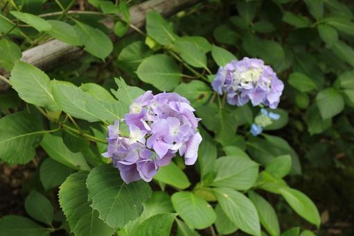 Hydrangea 39, JPG