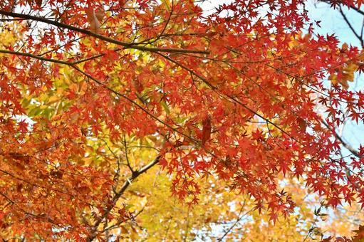 秋の公園 秋の公園の写真
