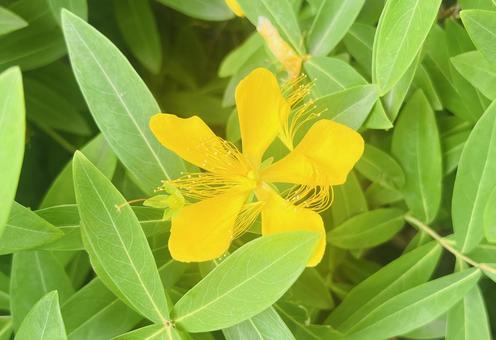 黄色の花 黄色の花の写真