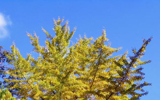 秋晴れの青空に映えるイチョウの紅葉 イチョウ,紅葉,黄金色の写真素材