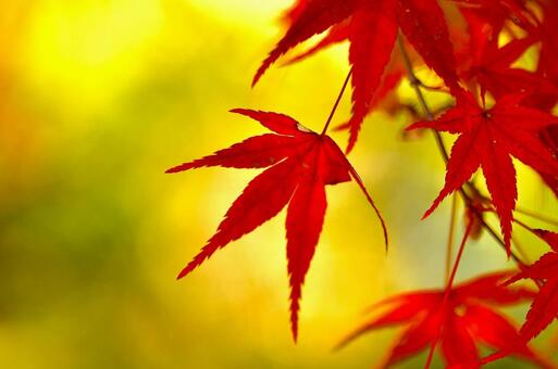 紅葉 紅葉の写真