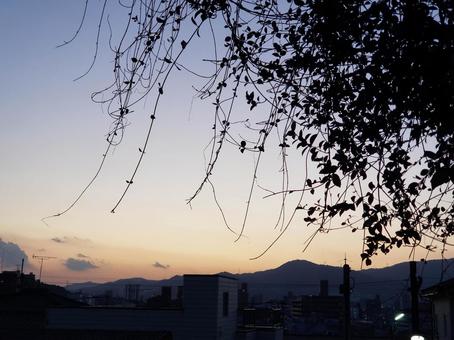 垂れ下がる蔓のある道から見た秋の夕暮れ 垂れ下がる蔓のある道から見た秋の夕暮れ 夕焼け,夕日,空の写真素材
