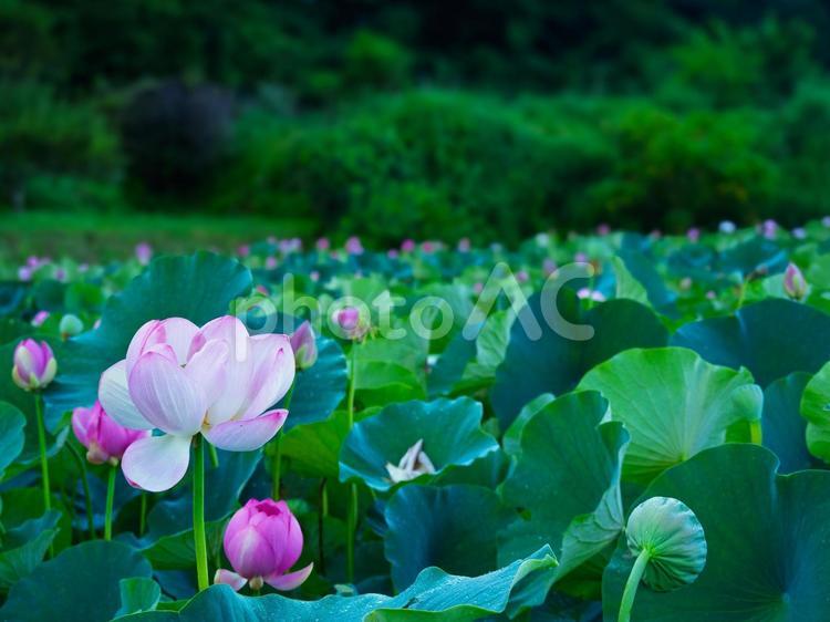 蓮の花、蓮の葉、深い緑 蓮,花,緑の写真素材