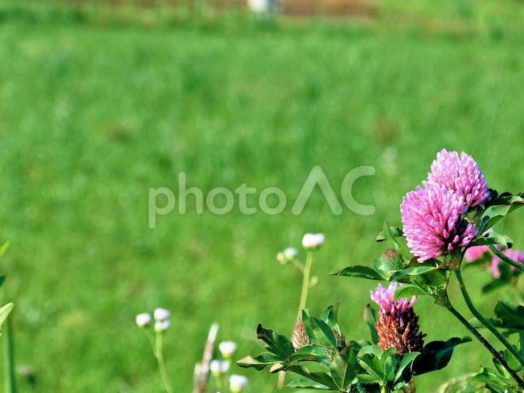 ピンク色の花のフレーム（2） ピンク色の花,フレーム,枠の写真素材
