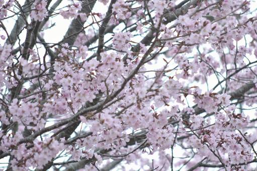 cherry blossoms, JPG cherry blossoms, JPG