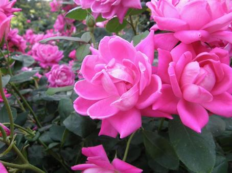 紅薔薇 接写 紅薔薇 接写の写真