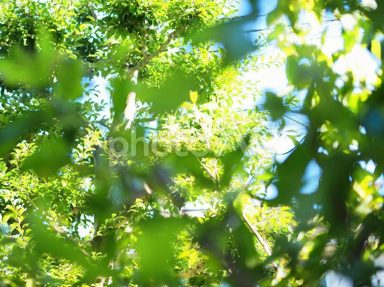 木々と空の背景 新緑,緑,グリーンの写真素材