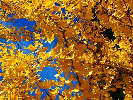 紅葉（生坂・京ヶ倉） 紅葉,いちょう,秋の写真素材