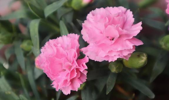 麝香撫子 カーネーション,花,自然の写真素材