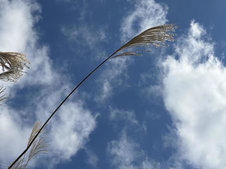 すすきの穂 すすき,穂,晴天の写真素材