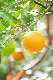縦構図の木に実った紅甘夏 紅甘夏,果実,実るの写真素材