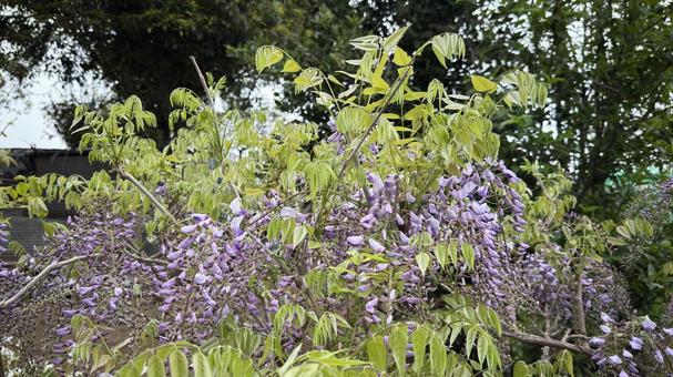 藤の花 藤の花 藤,ふじ,藤棚の写真素材