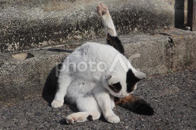 毛繕いはたしなみの1つ 動物,モフモフ,リラックスの写真素材