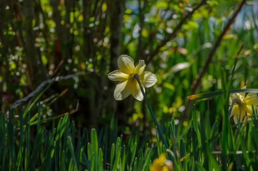 Photo, narcissus, spring, bloom, 