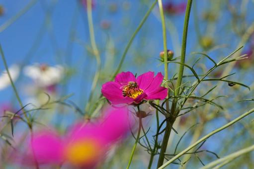 コスモスと蜂 コスモスと蜂の写真