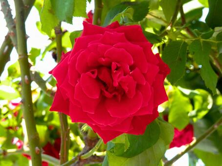 薔薇 薔薇の写真