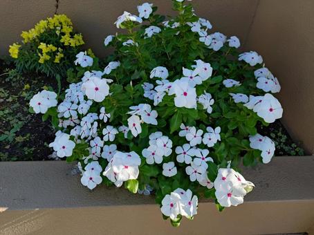 花壇の白い花 花壇の白い花 白い花,花壇,9月の写真素材