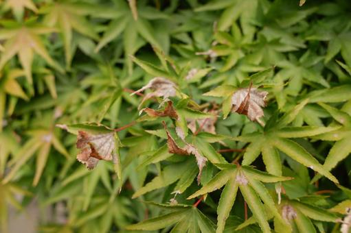 モミジの葉枯れ 紅葉,もみじ,カエデの写真素材