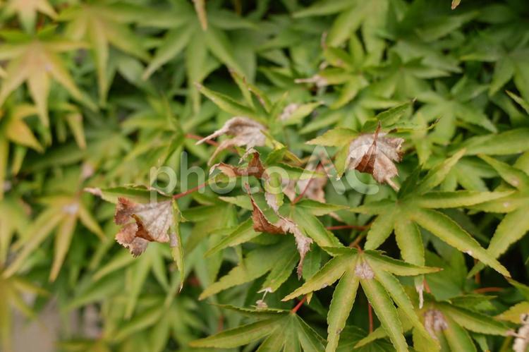 モミジの葉枯れ 紅葉,もみじ,カエデの写真素材