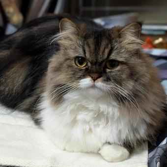 にゃんこ にゃんこ 猫,ミヌエット,ナポレオンの写真素材