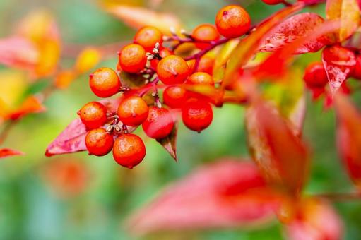 ナンテンの実⑻ 実,ナンテン,植物の写真素材